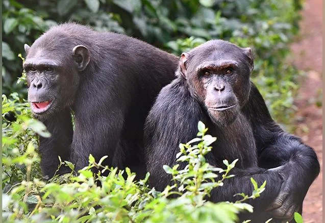 ginger blog 07 18 18.43a2d4cc0e45242f2d9c7d1a855a8a1c.jpg.bv_